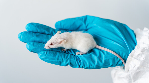 pourquoi devenir dératiseur professionnel et comment ?